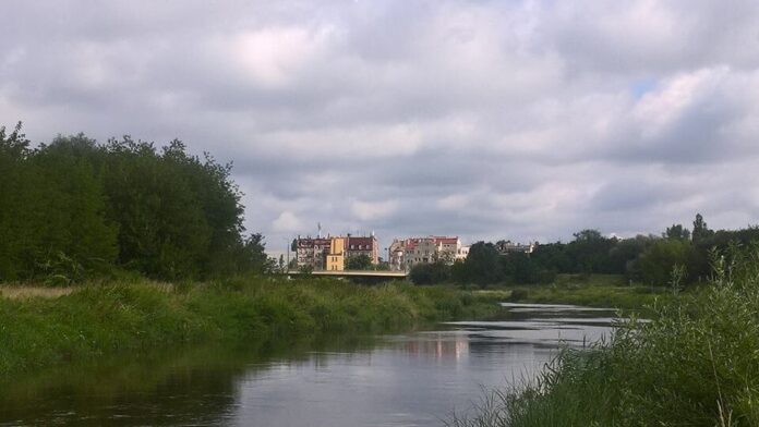 Śnięte ryby