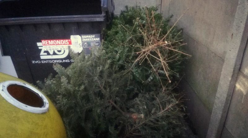 Bezpłatny odbiór drzewek świątecznych