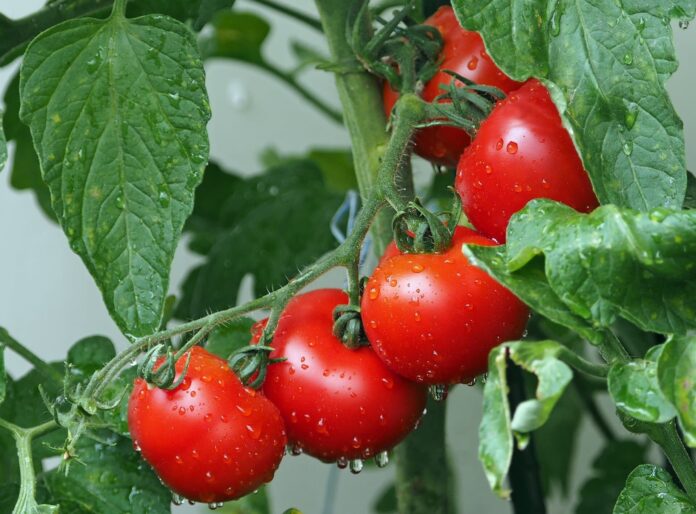 Dzięki nauce produkcja żywności może być bardziej przyjazna dla środowiska