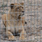 Otwarcie Azylu dla ocalonych zwierząt w Nowym Zoo