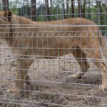 Otwarcie Azylu dla ocalonych zwierząt w Nowym Zoo