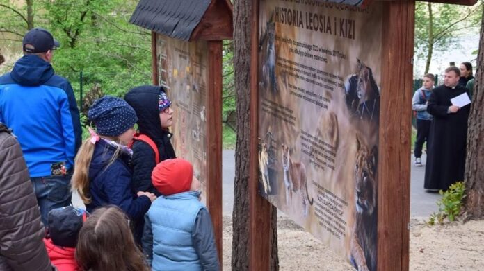 Poznański Budżet Obywatelski - jednym z projektów w poprzednich latach było schronisko dla lwów fot. Zoo Poznań