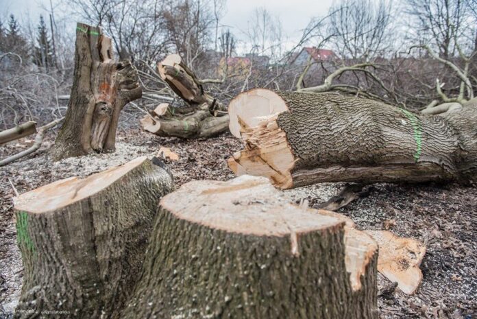 park na Starołęcej Małej