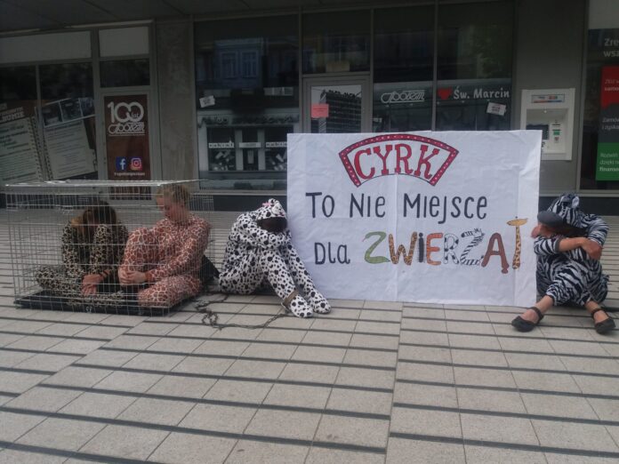 Cyrk to nie miejsce dla zwierząt