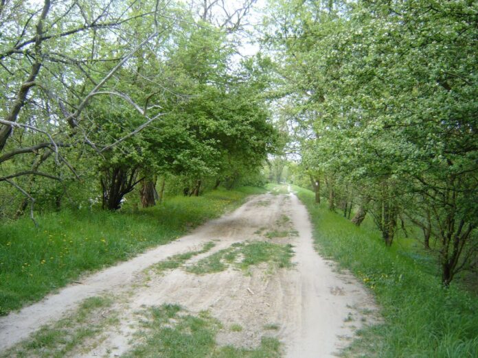Dębina