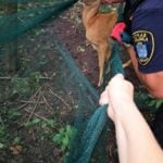 Poznań: Jak strażnicy miejscy koziołka ratowali