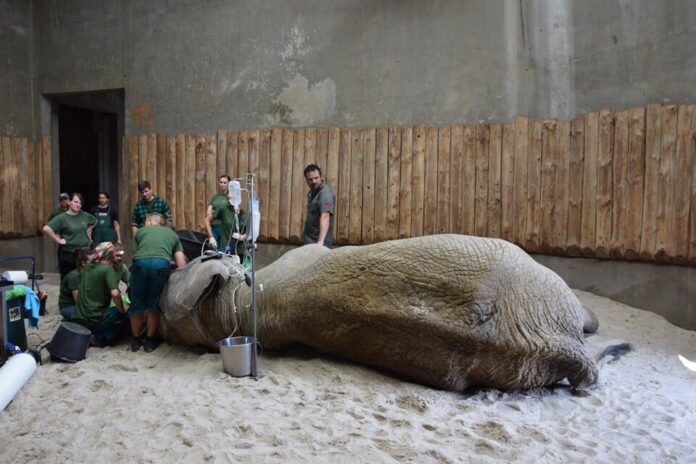 Ninio 4 fot.Zoo