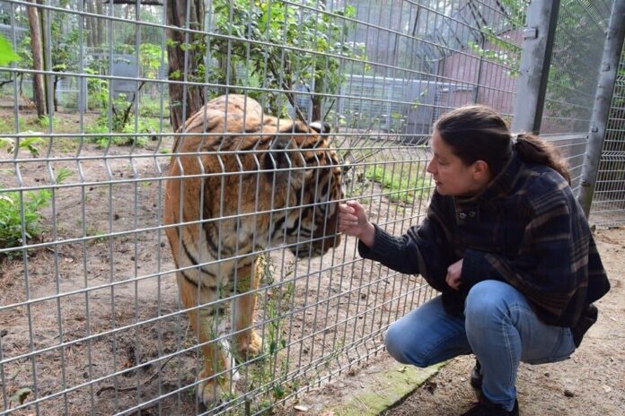 Ewa Zgrabczyńska i tygrys fot. zoo