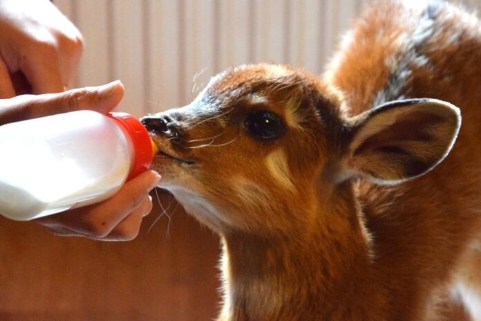 Momo fot. zoo