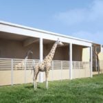 Poznań: Będzie nowy wybieg dla żyraf i nosorożców