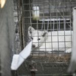 Kalisz: Otwarte Klatki uratowały lisa z fermy w Karskach