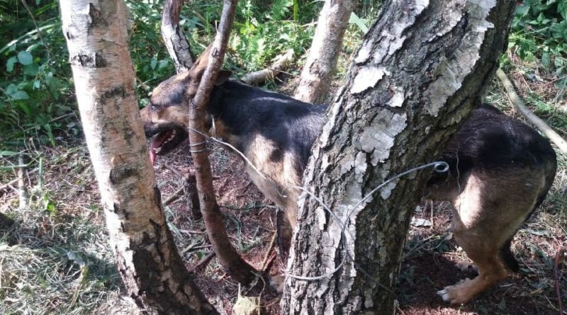 Przywiązał psa stalową linką do drzewa. Szuka go policja