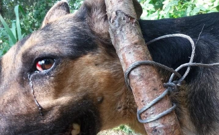pies znaleziony przez policję fot. KPP Wągrowiec (4)