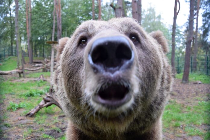 niedźwiedź Baloo fot. zoo poznań