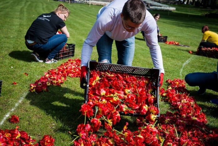 Tulipany fot. MTP