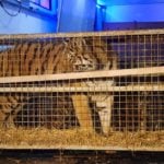 Poznań: Tygrysy już są!