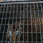 Poznań: Władze miasta zgodziły się na przyjęcie tygrysów z granicy