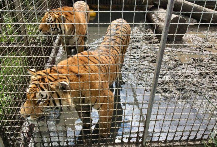 tygrysy fot. zoo poznań