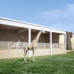 Poznań: Żyrafy i nosorożce będą miały nowy dom