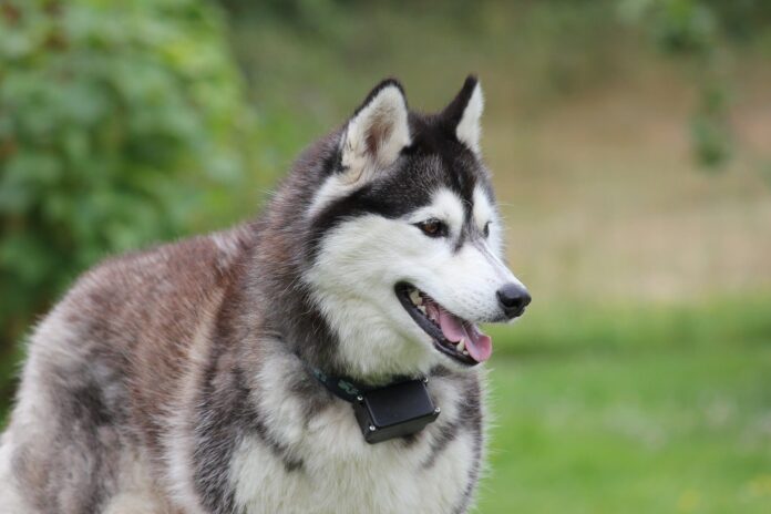 Husky