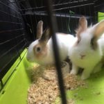 Poznań: Jak króliki na Jeżycach windą jeździły