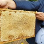 Poznań doceniony za ochronę pszczół