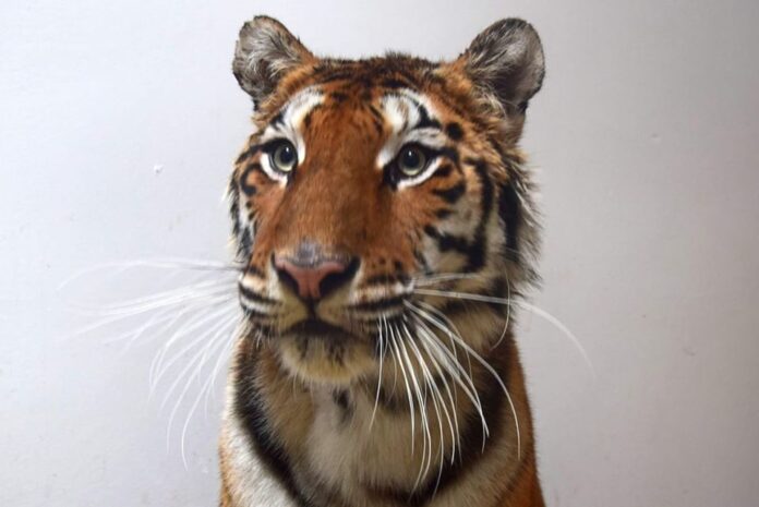 Toph fot. Zoo Poznań