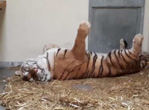 tygrys fot. Poznań Zoo