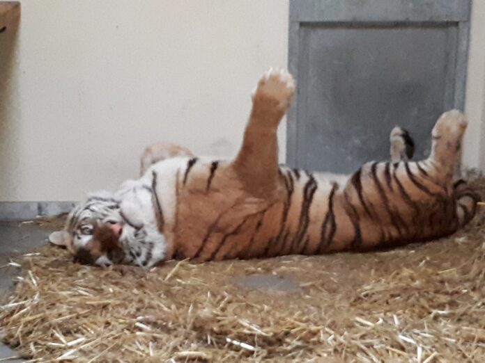 tygrys fot. Poznań Zoo