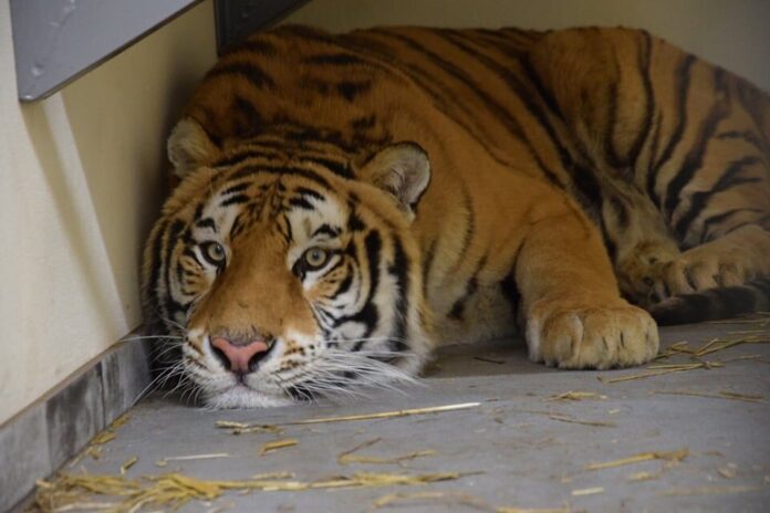 Tygrys fot. Zoo Poznań