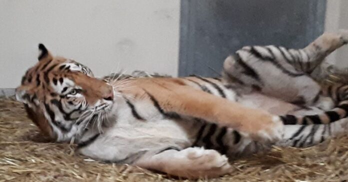 Tygrys fot. Zoo Poznań