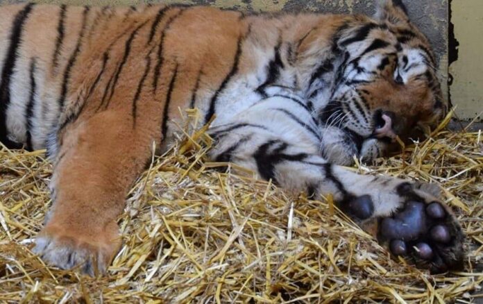 tygrys fot. zoo poznań
