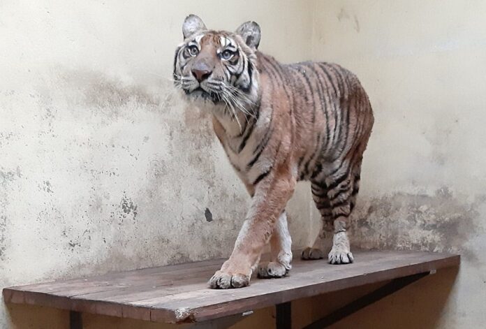 tygrys fot. zoo poznań