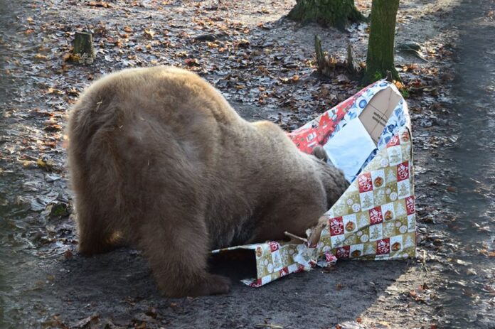 Baloo z prezentem fot. Zoo Poznań