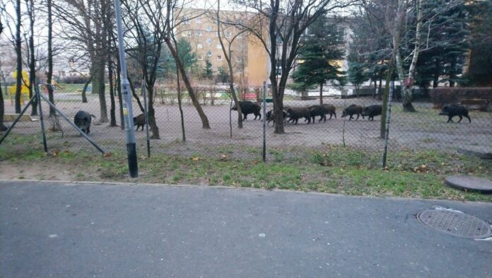 dziki fot. straż miejska Poznań