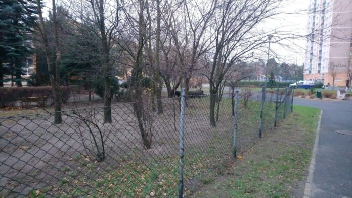 dziki fot. straż miejska Poznań
