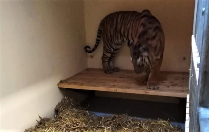 Gogh nowy wybieg fot. Zoo Poznań