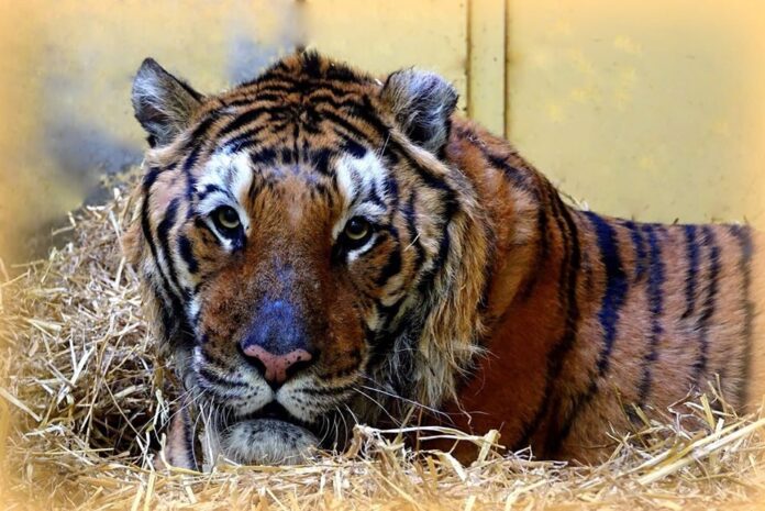 Kan, fot. Zoo Poznań