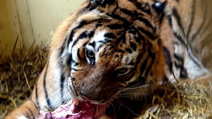 tygrys fot. zoo poznań