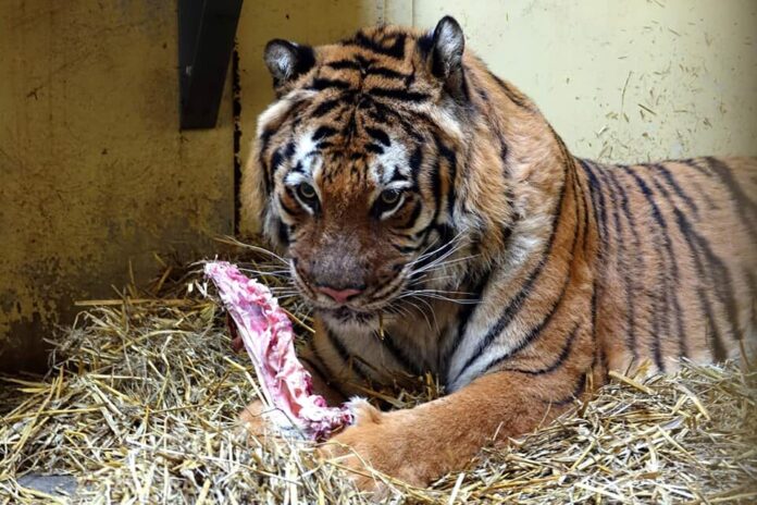 Tygrysy fot. Zoo Poznań