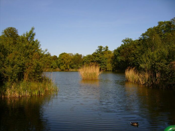 Las Dębina