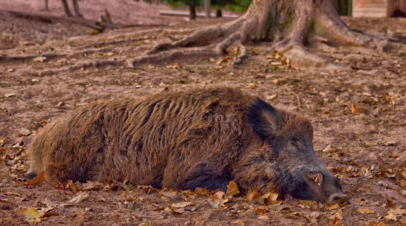 Kalisz: Afrykański pomór świń zdiagnozowany u dzika