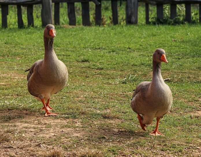 gęsi