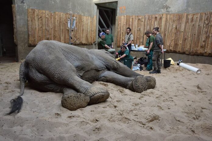 Ninio operacja fot. zoo