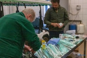 Poznań: Operacja słonia Ninio. Dyrektor zoo prosi o trzymanie kciuków