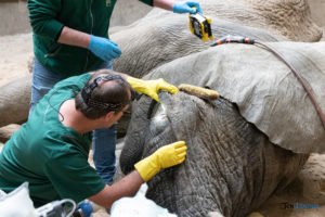 Poznań: Operacja słonia Ninio. Dyrektor zoo prosi o trzymanie kciuków
