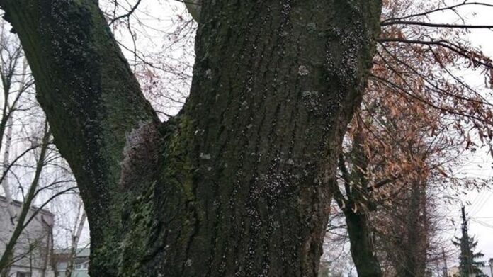 Pluskwiaki śródziemnomorskie fot. SM Poznan