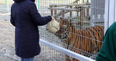 Tygrysy i zabawki 2fot. Zoo Poznań