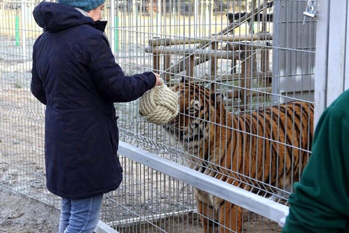 Tygrysy i zabawki 2fot. Zoo Poznań