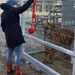 Poznań: Dyrektor zoo zaakceptowana przez Kana. Tygrys ją.... osiusiał